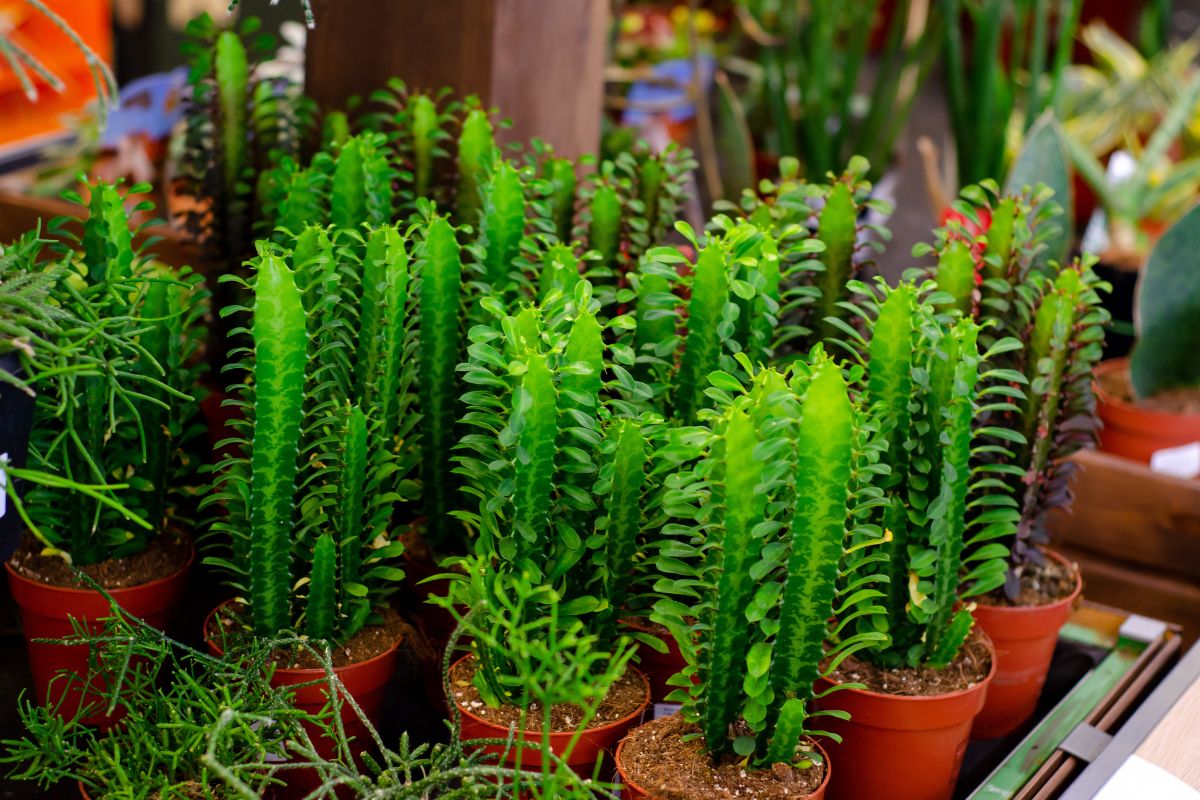 I cactus perfetti per l'indoor