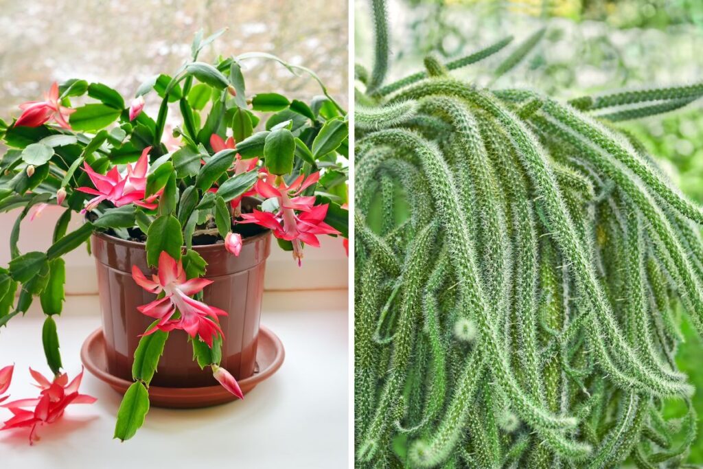 I cactus perfetti per l'indoor