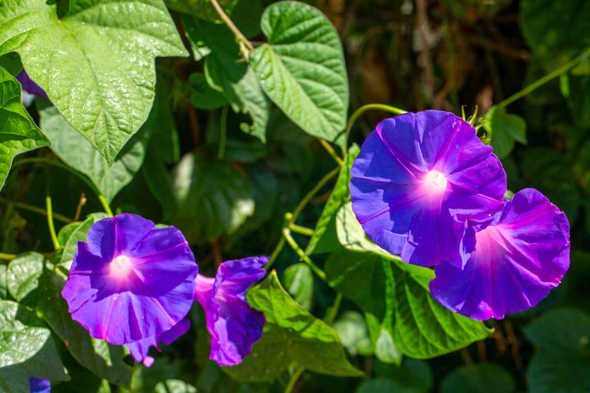 Ipomoea