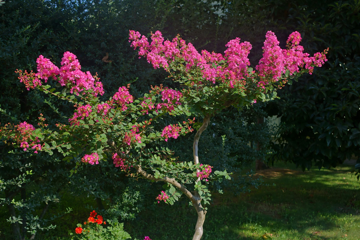 Lagerstroemia