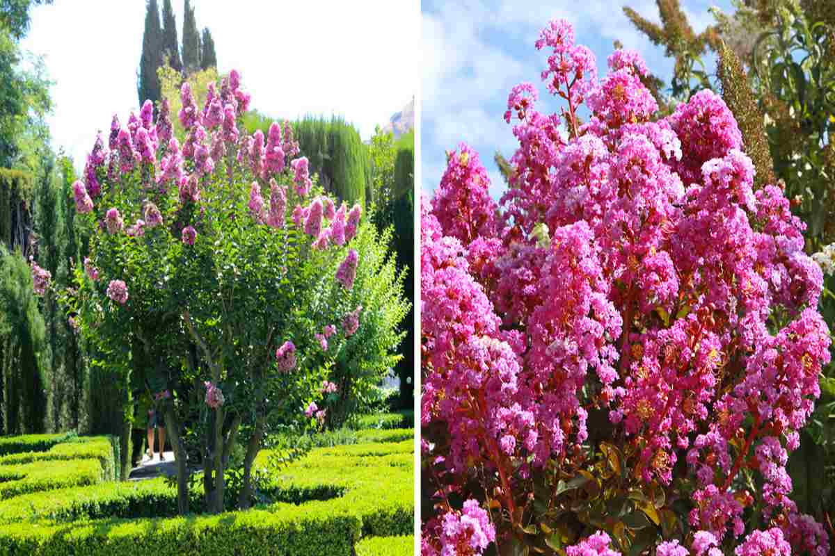 Lagerstroemia: guida alla coltivazione