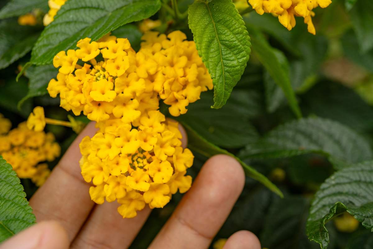 Lantana