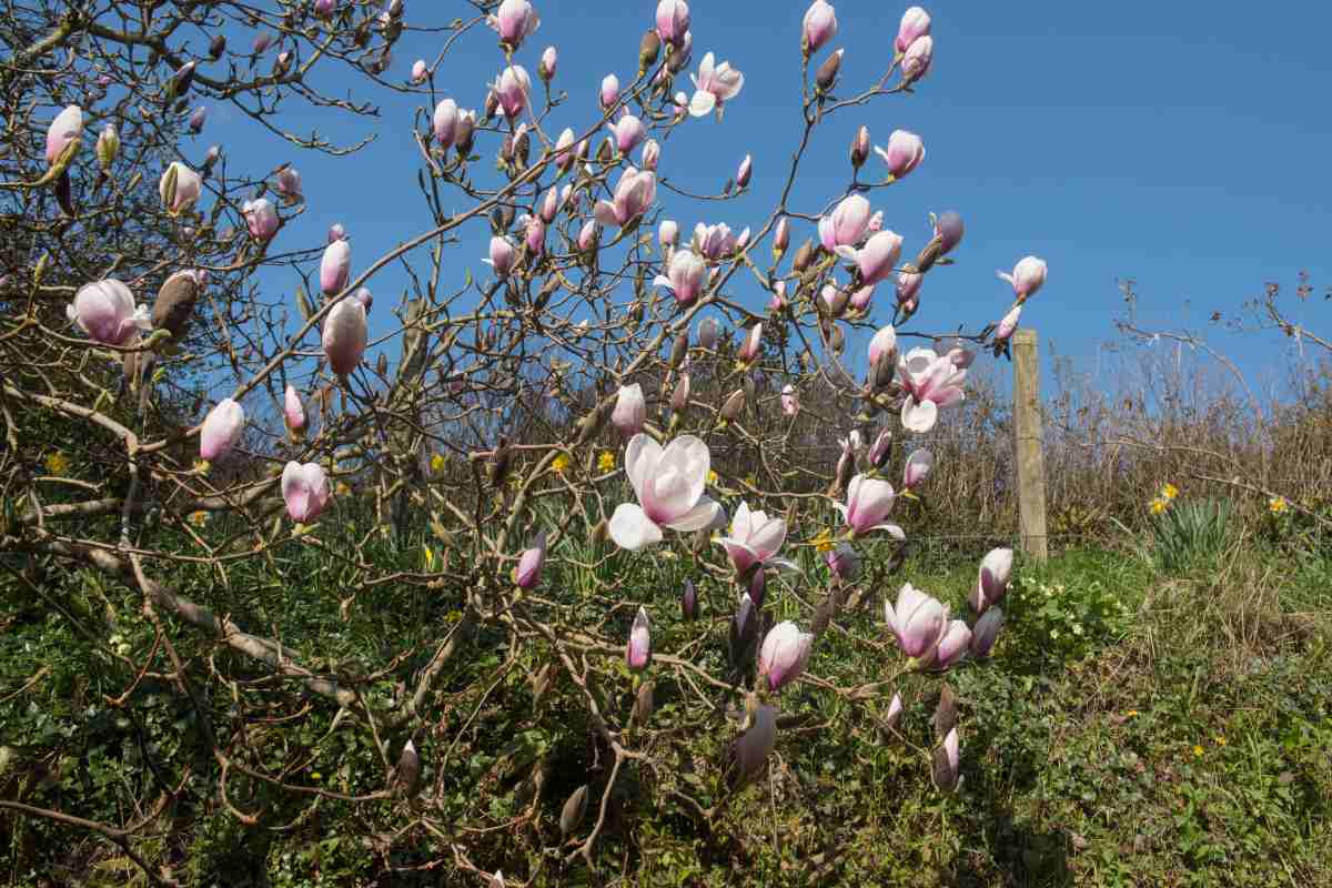 Magnolia "Athene"