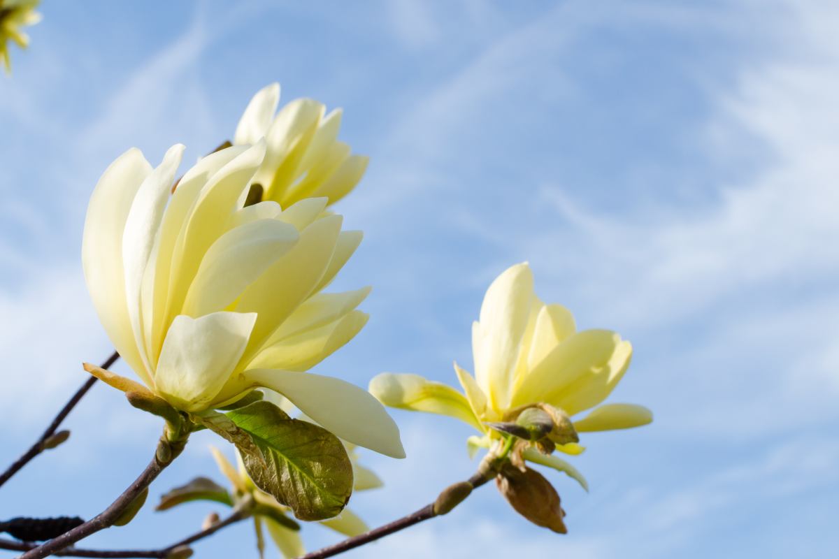 Magnolia "Daphne"