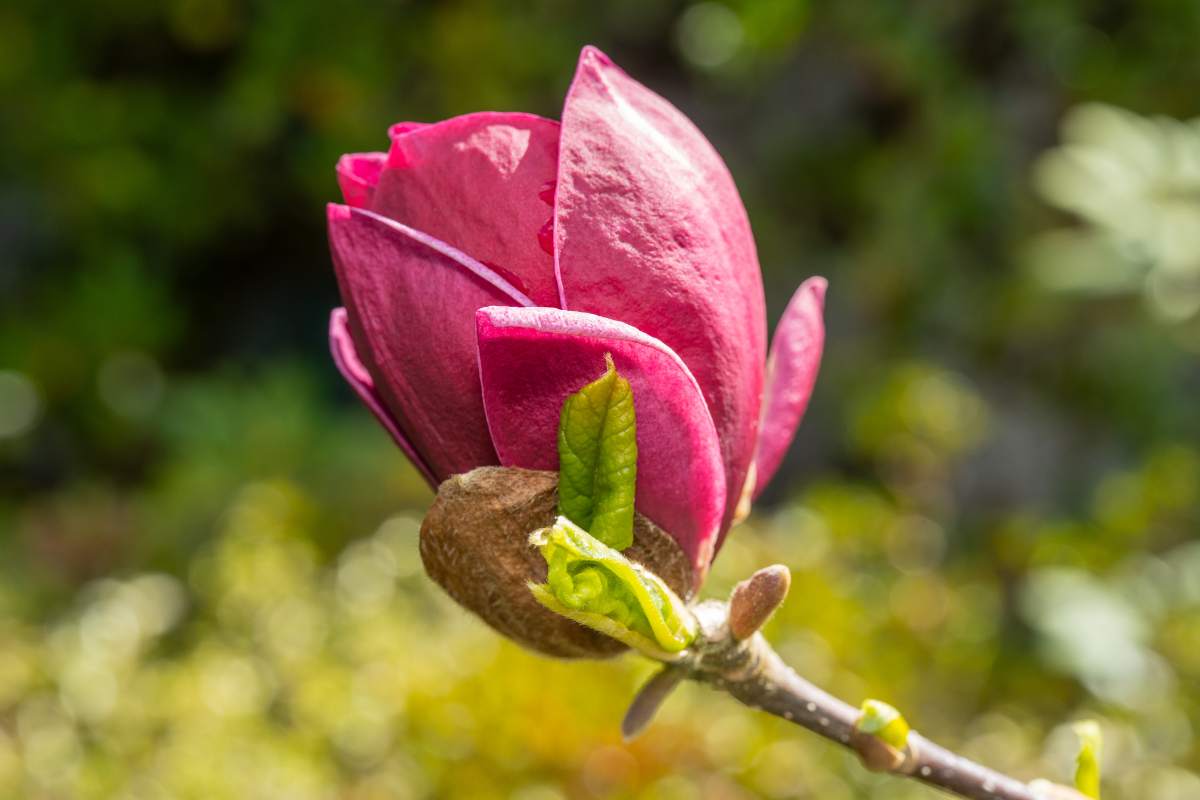 Magnolia "Genie"