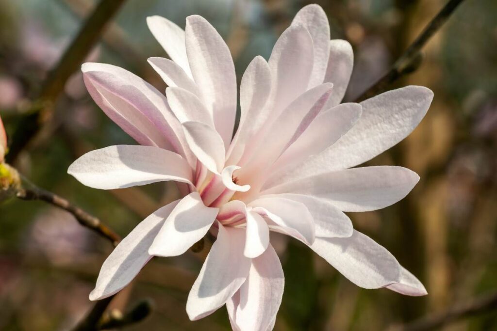 Magnolia "Jane Platt"