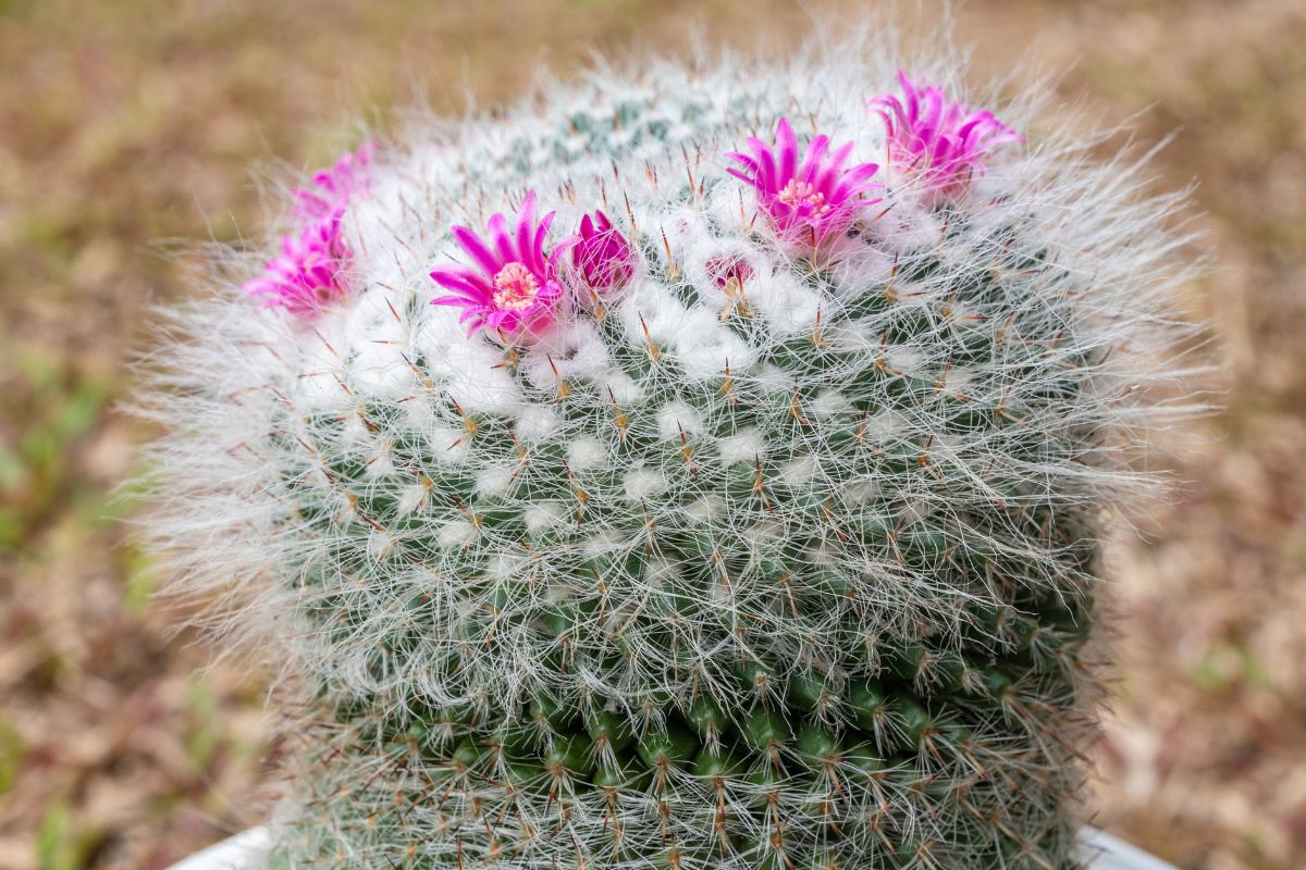 I migliori cactus per la tua casa