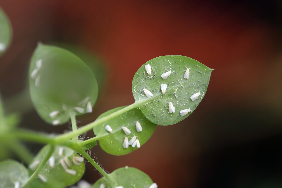 Mosca bianca: i metodi naturali per sconfiggerla