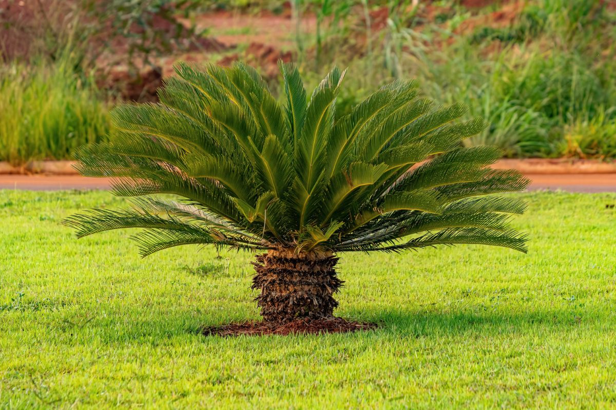 Tecniche di moltiplicazione piante di cycas