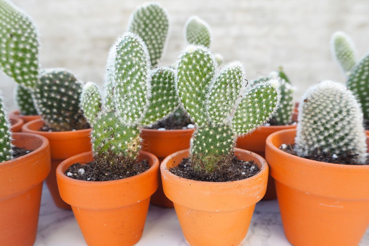 I cactus perfetti per l'indoor