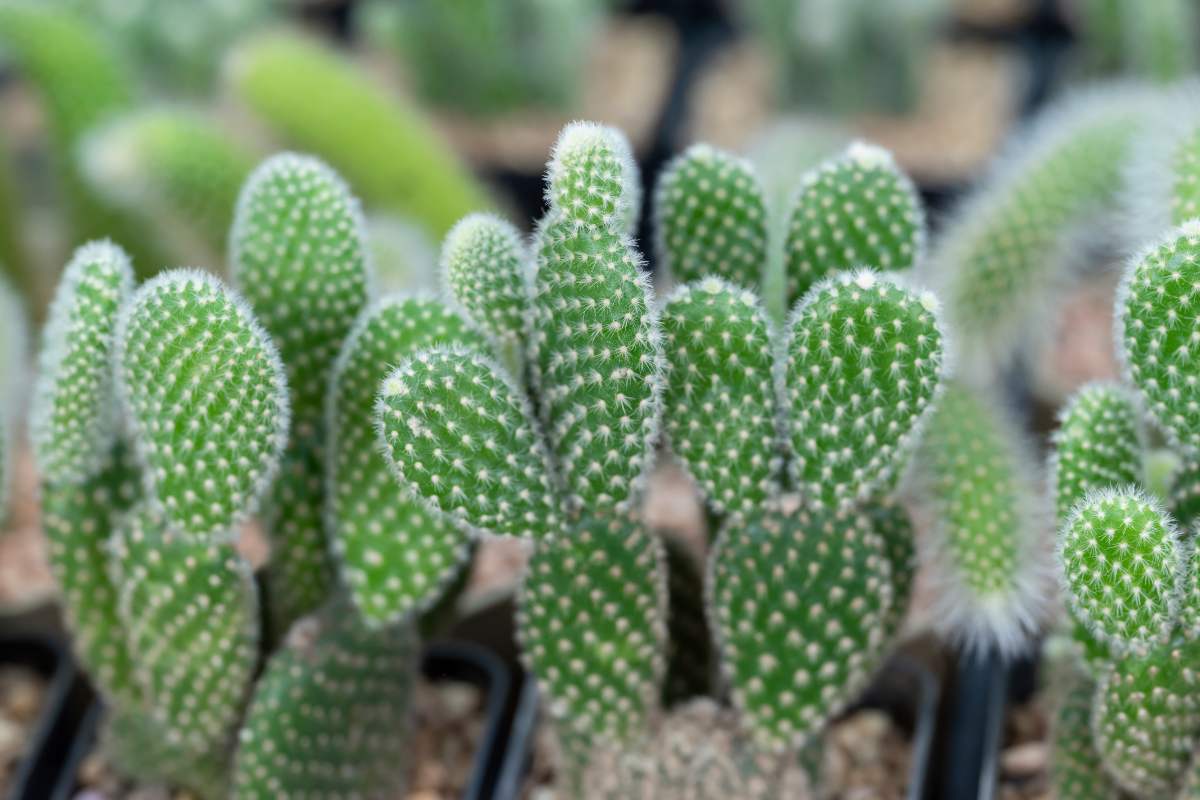 Opuntia Microdasys 