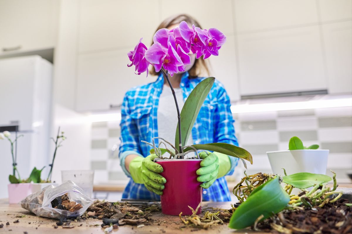 Orchidea radici fuori dal vaso