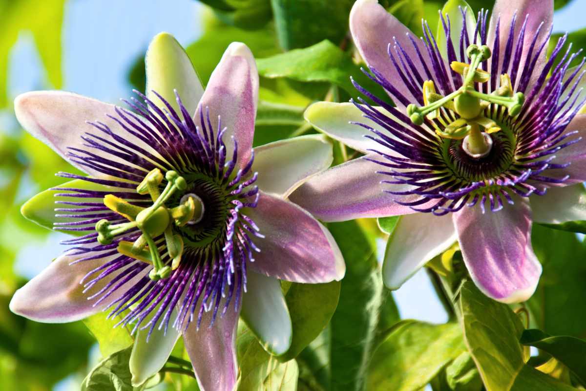 Passiflora