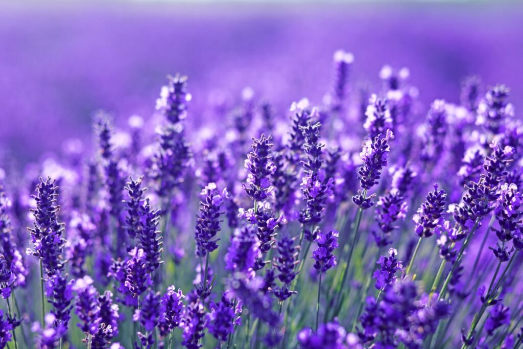 Salva la tua lavanda