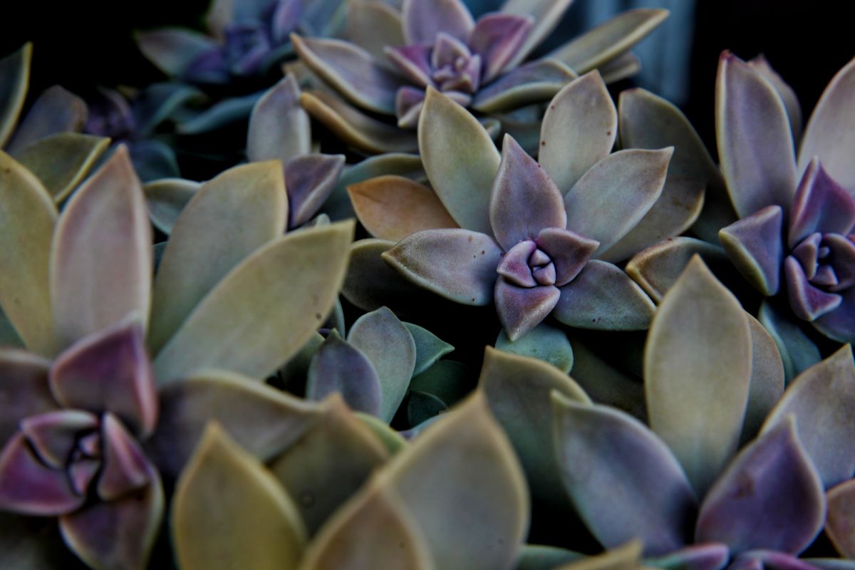 Perla di Norimberga echeveria