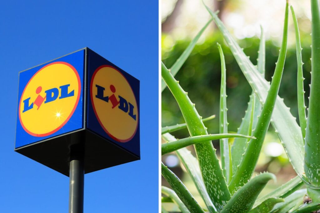 Lidl Piante in offerta