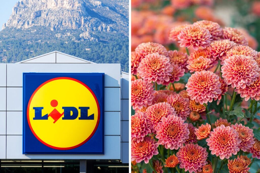 Lidl piante in offerta