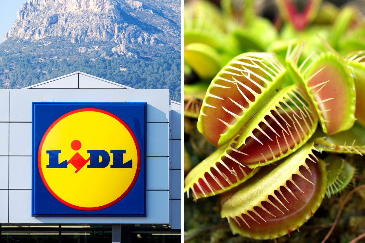 Lidl Piante in offerta