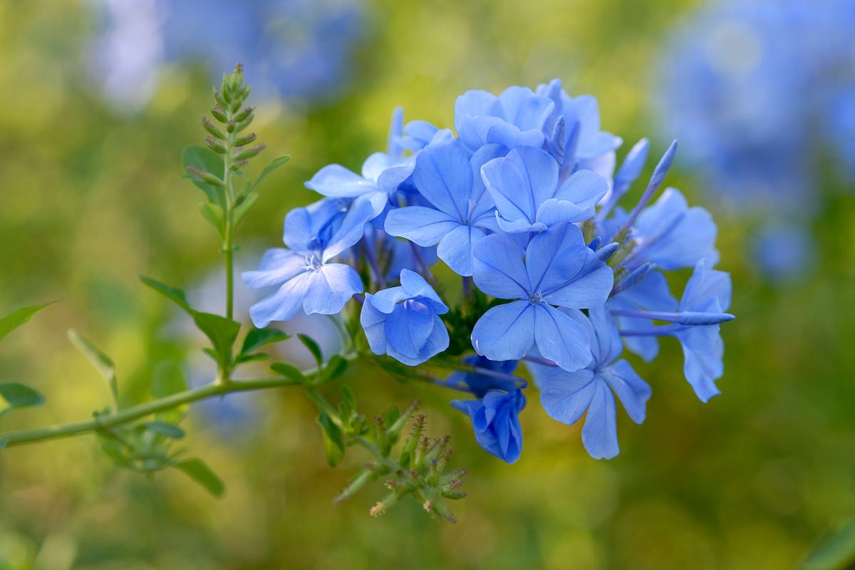 Plumbago: segreti per propagarlo