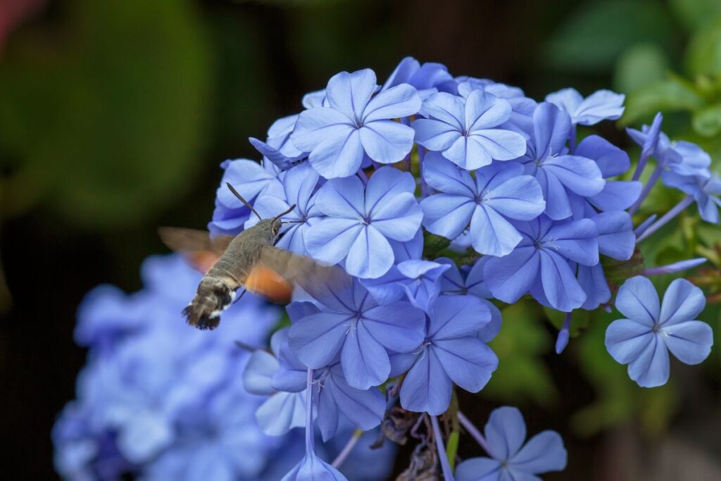 Plumbago: segreti per propagarlo