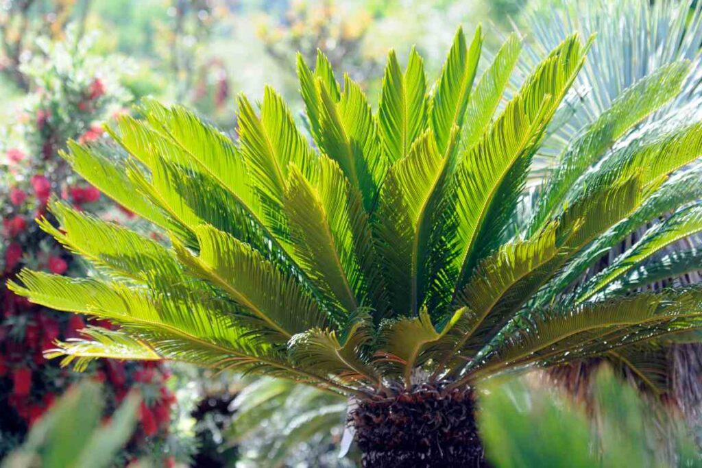 Proteggi la tua Cycas