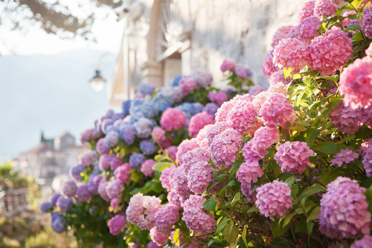 Come rinvasare le ortensie