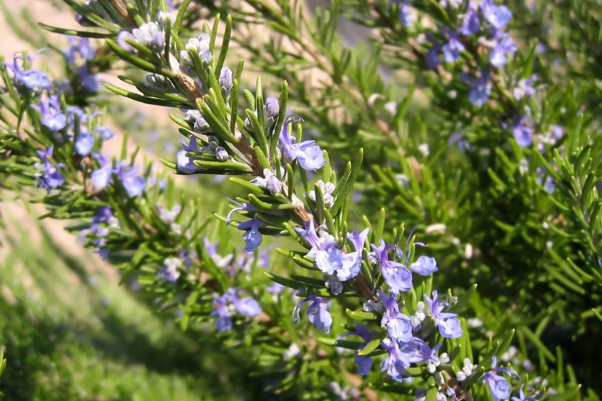 Il rosmarino nel tuo giardino potatura e cura