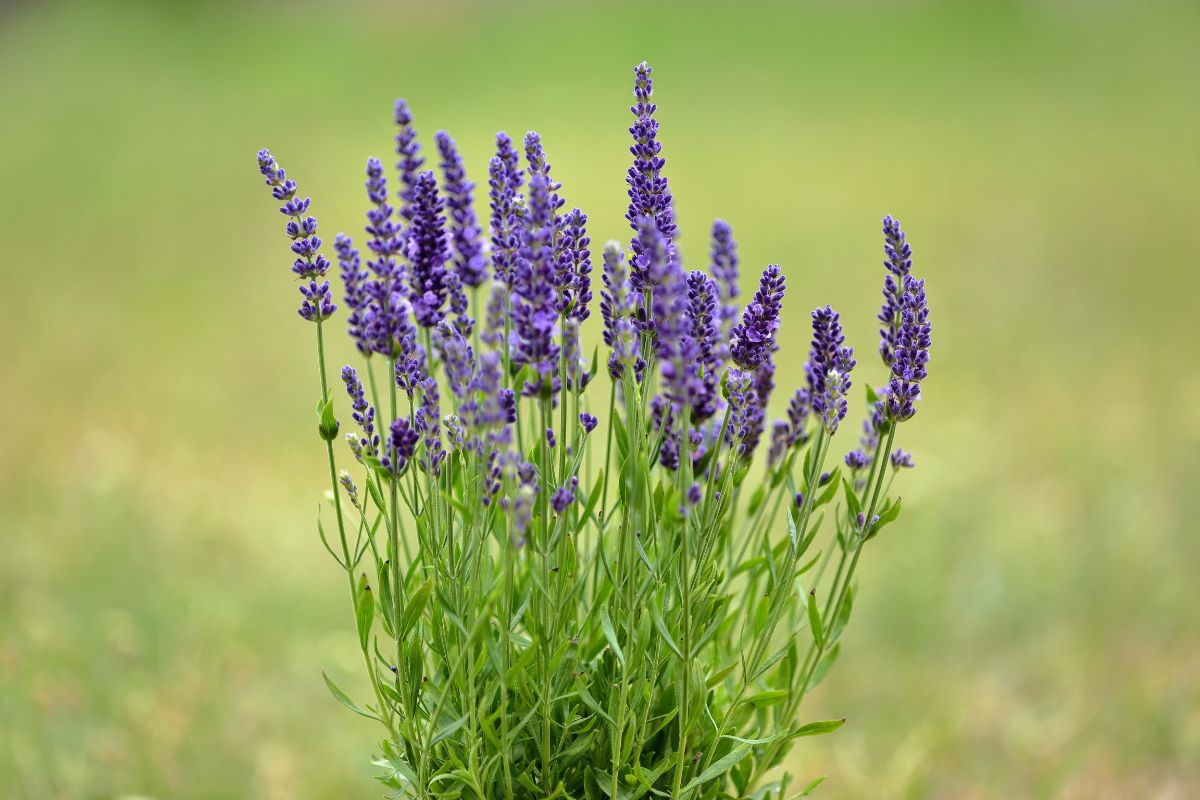 Perché la Lavanda si sta seccando alla base