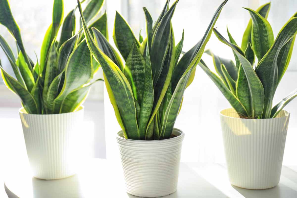 Sansevieria