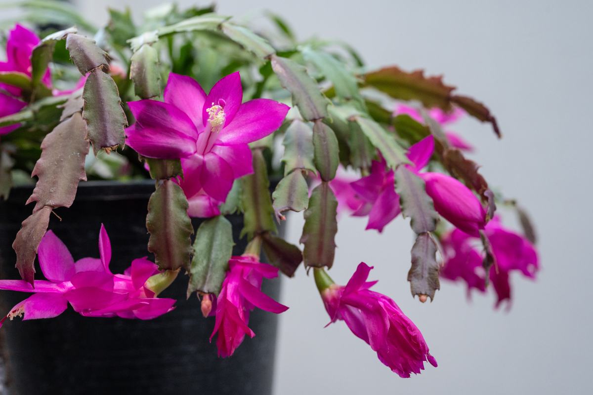 Schlumbergera