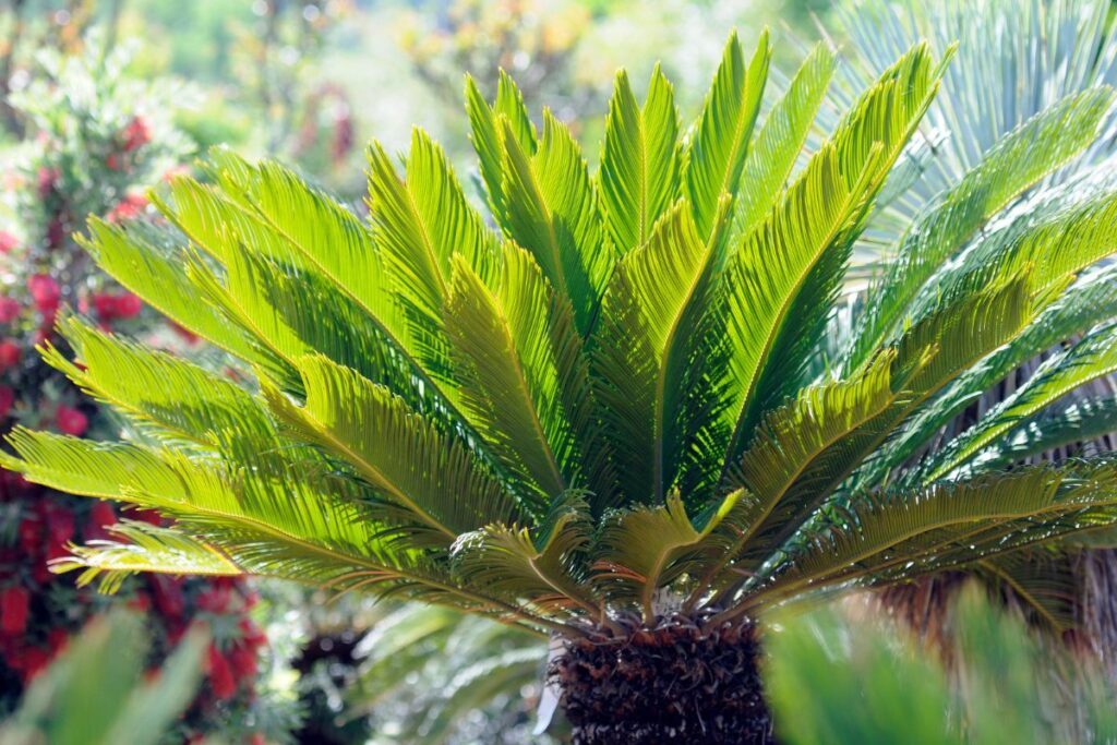 Moltiplicare la cycas con i figlioletti