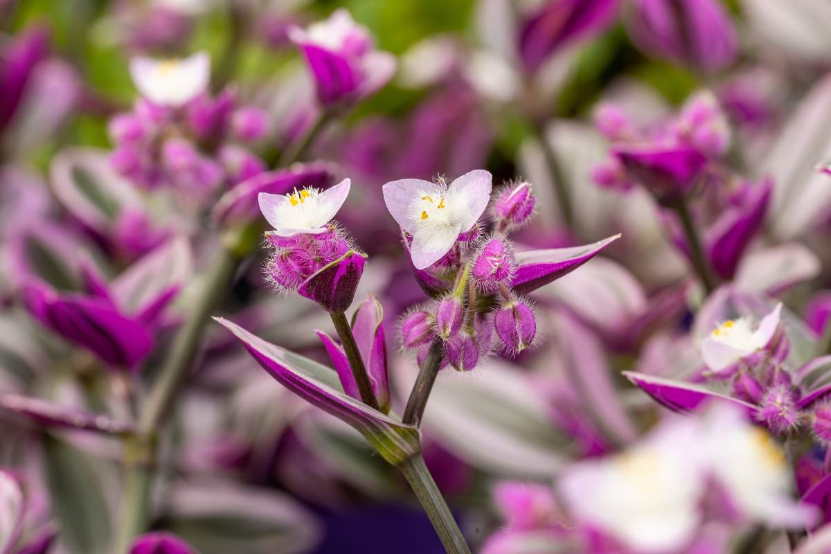 Tradescantia Nanouk