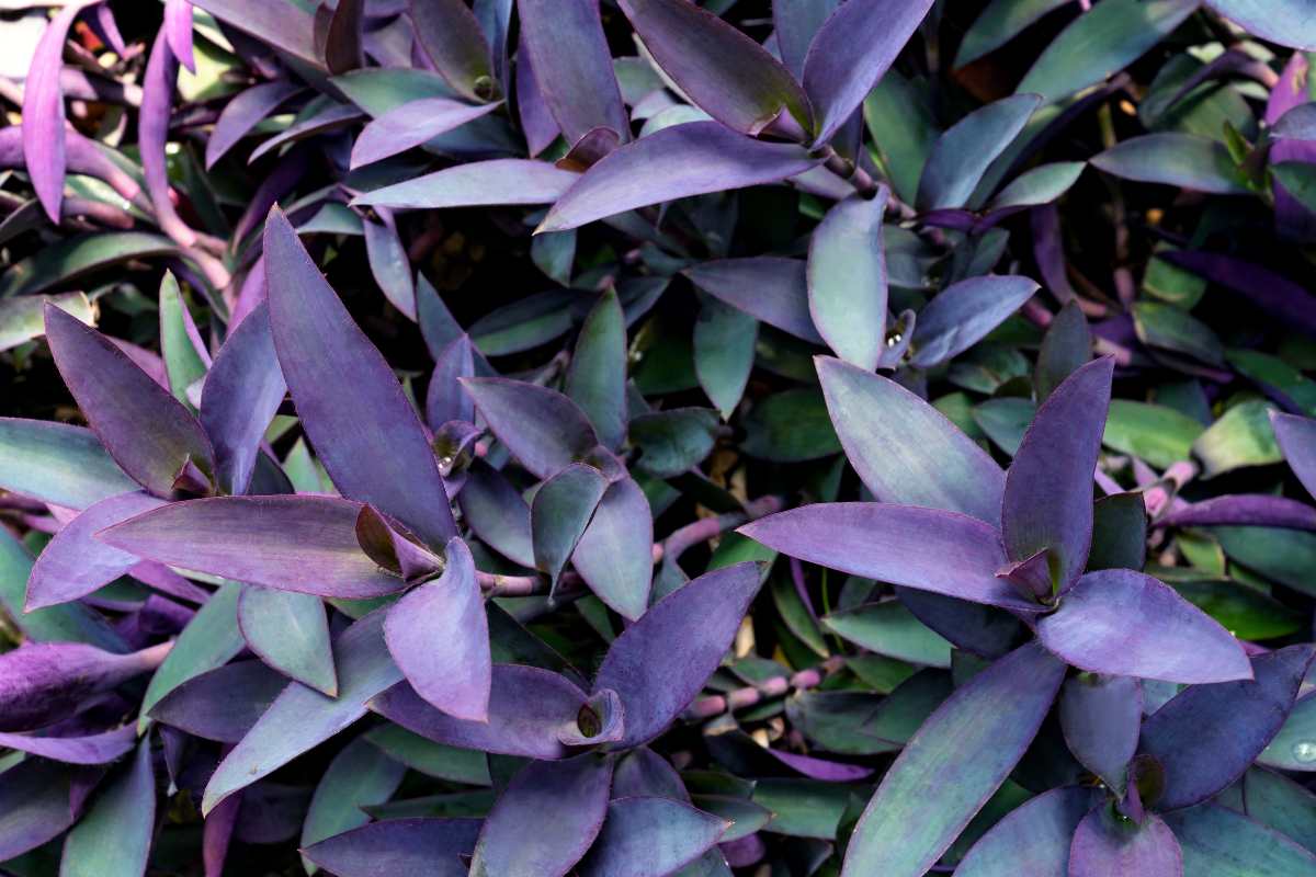 Tradescantia Purple Heart