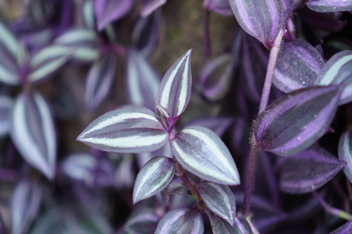 Tradescantia Zebrina