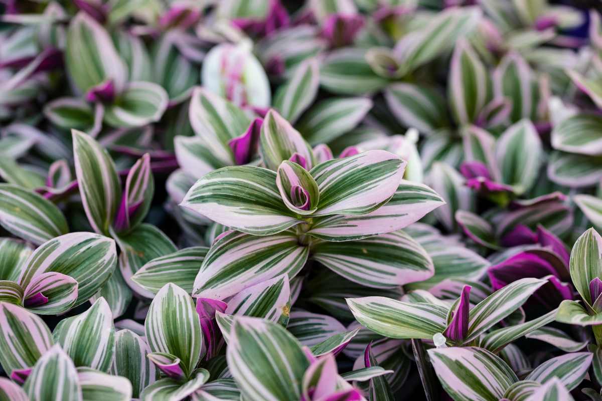 Tradescantia nanouk