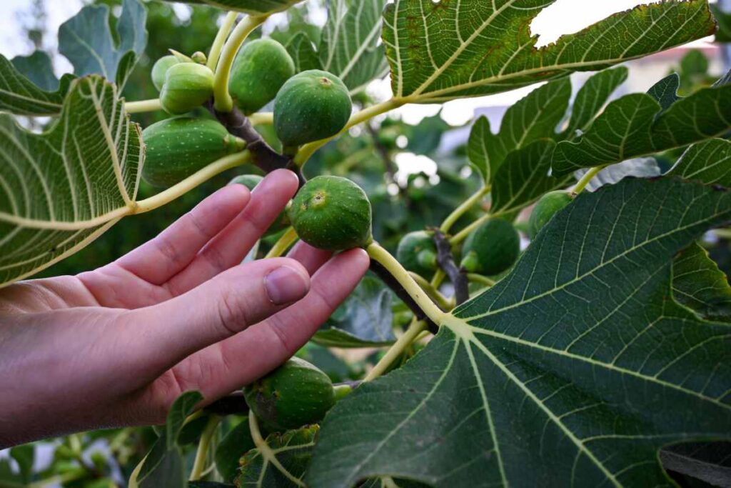 albero di fico