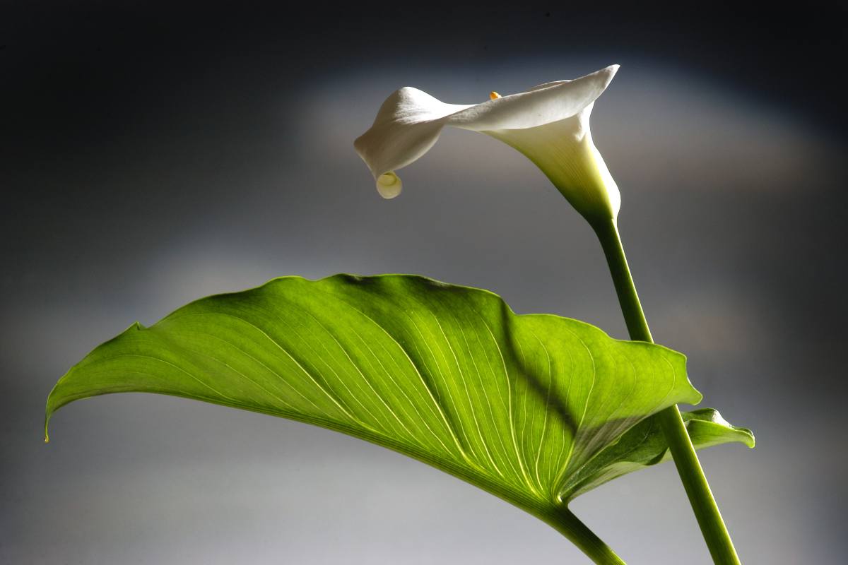 calla