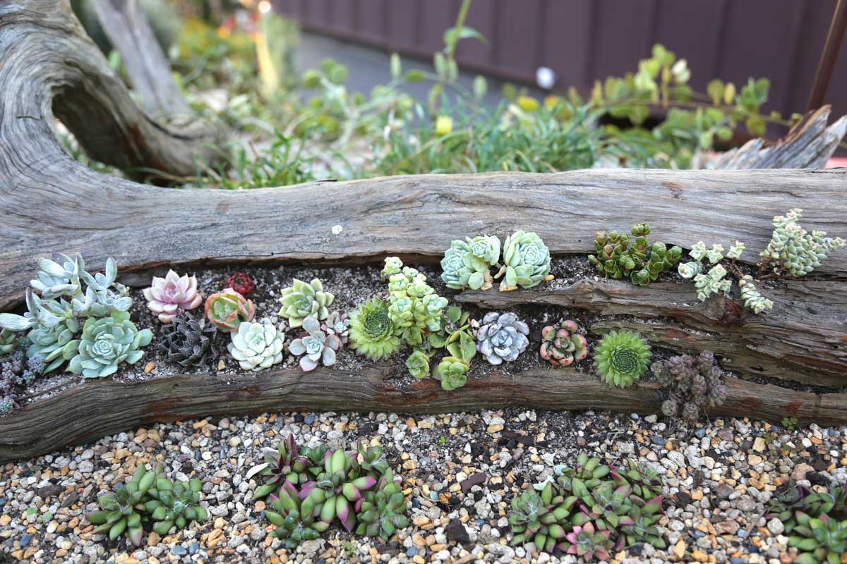 tronco d'albero per decorare il giardino