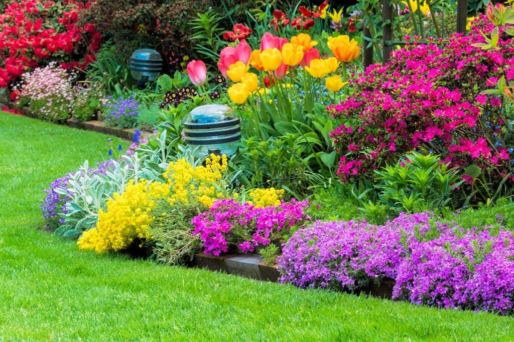 Fiori per aiuole che resistono al caldo