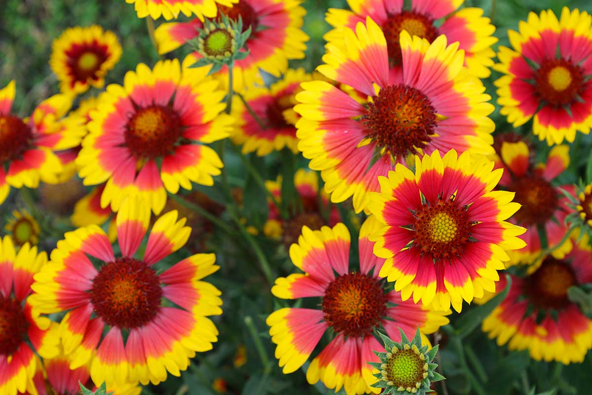 gaillardia