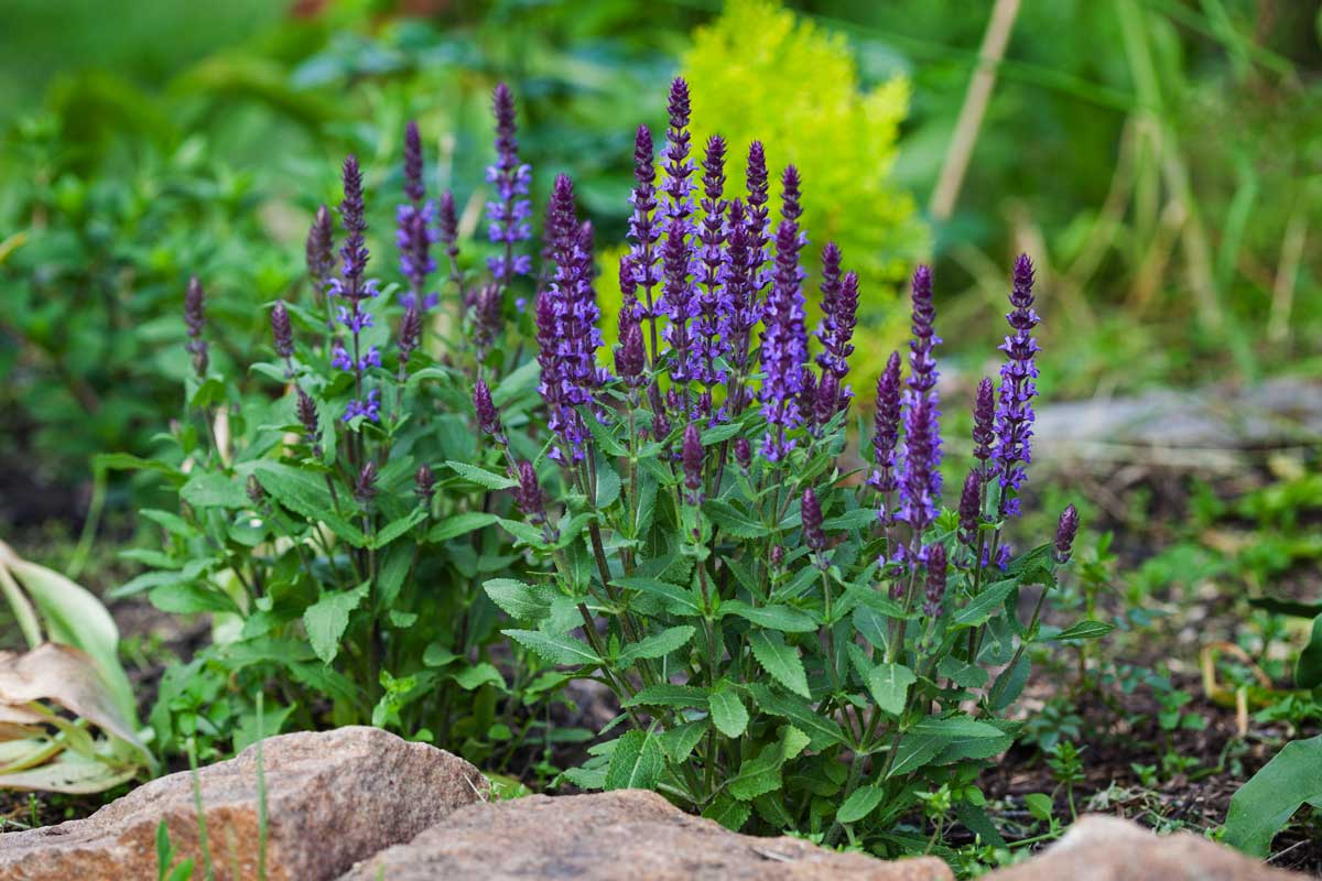 Aiuola di salvia resistente al sole