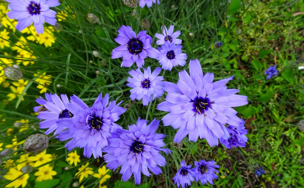 Catananche aiuole