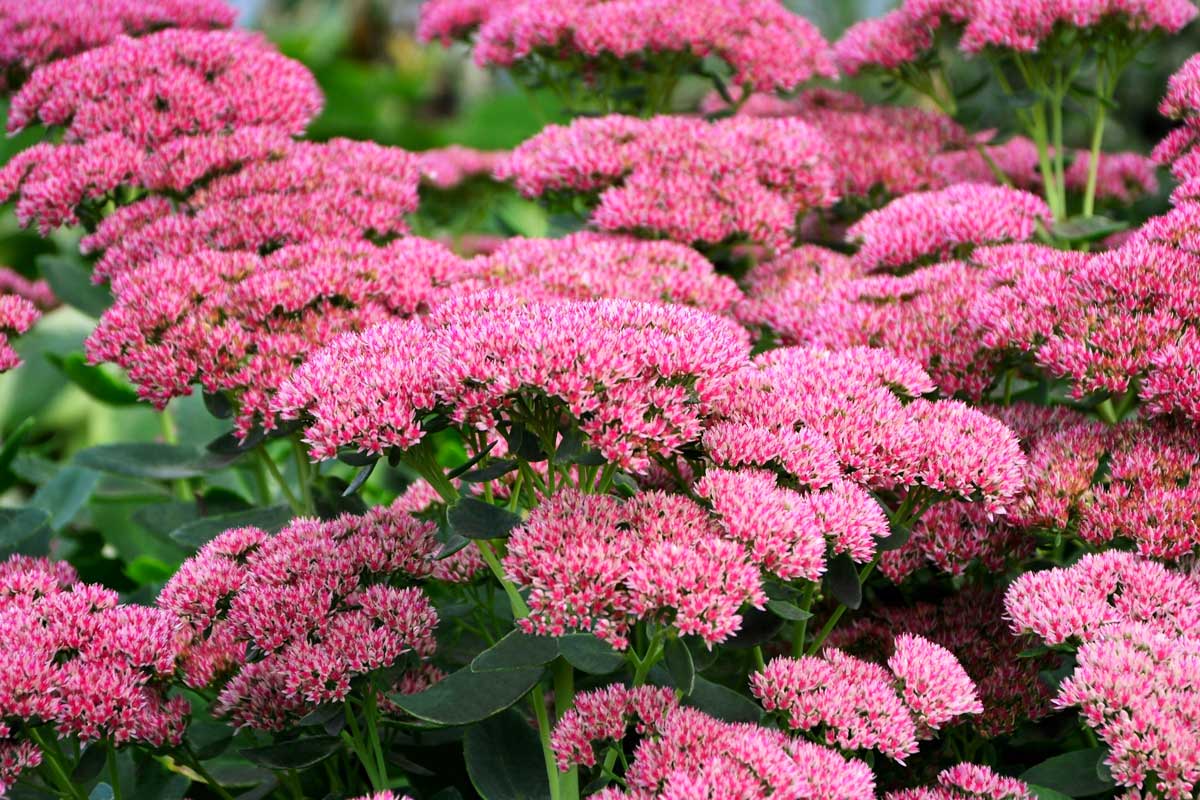 Aiuole di sedum