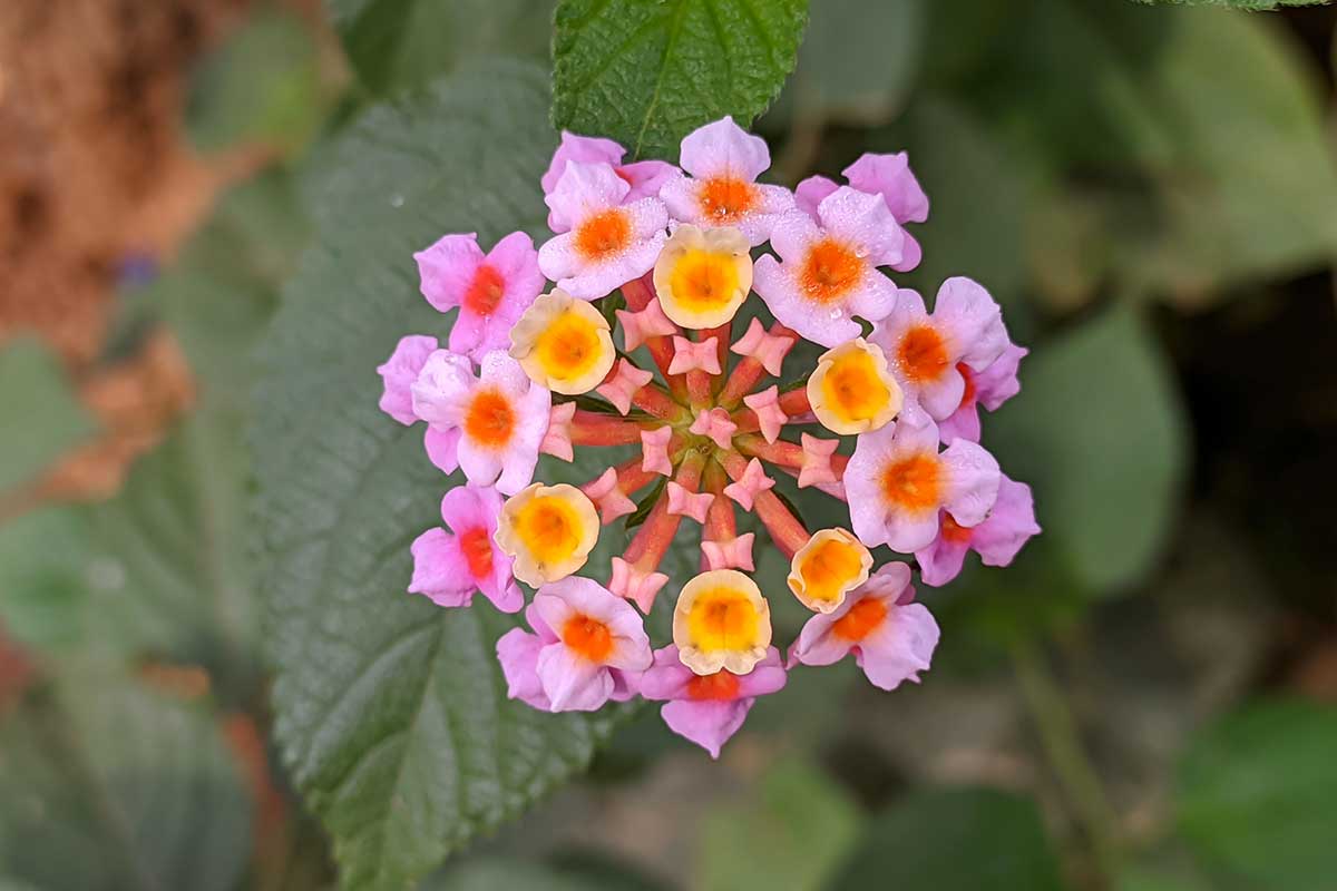 lantana