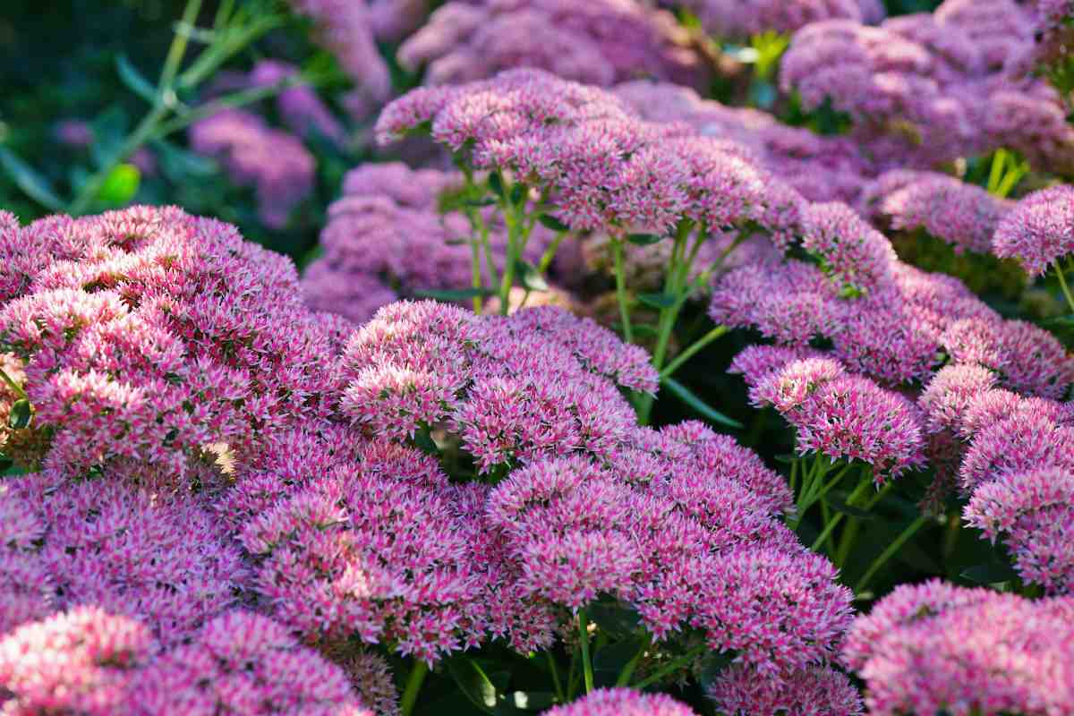 Sedum