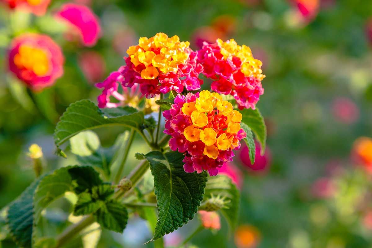 talea di lantana