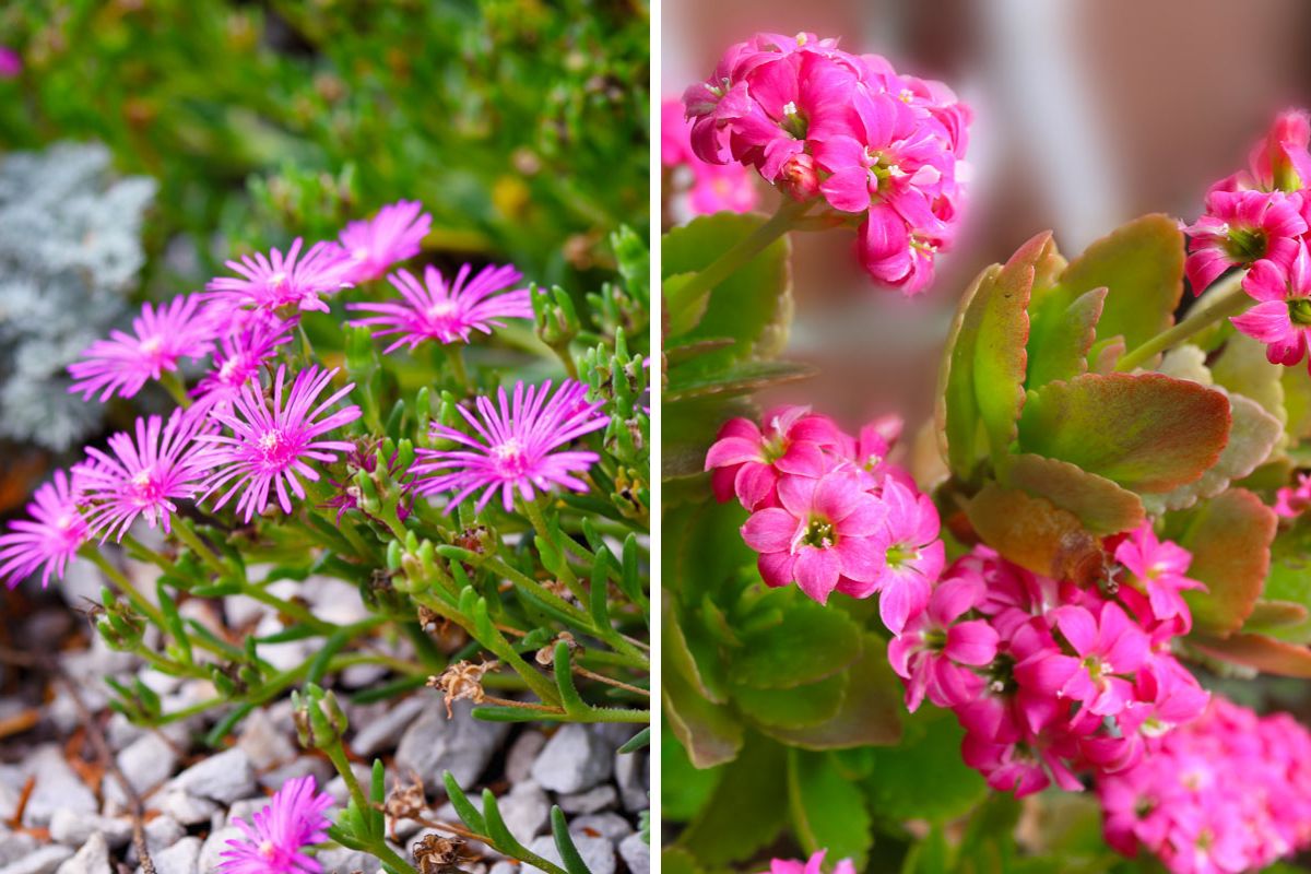 Piante grasse fiorite e senza spine