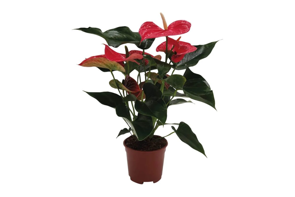 Anthurium