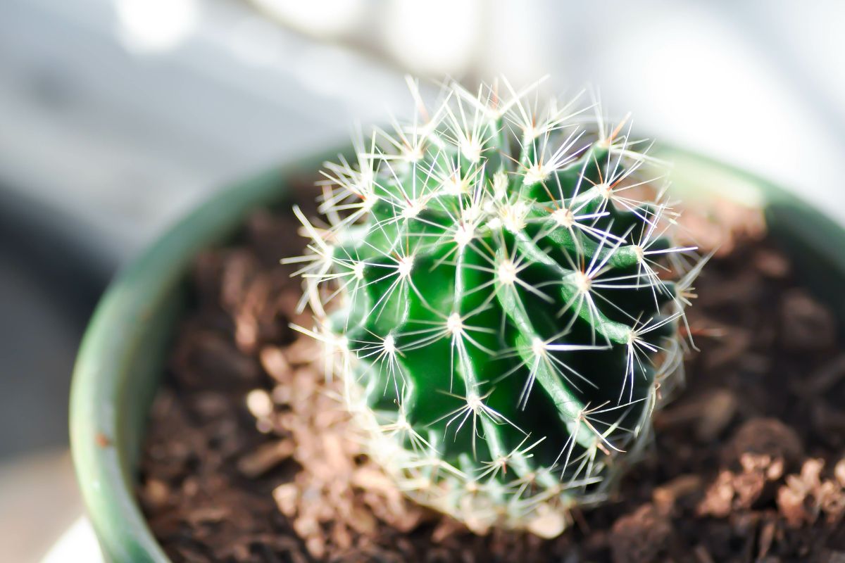 4 cure essenziali per i cactus