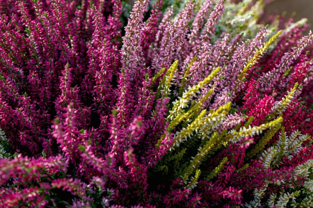 Coltivare la Calluna in vaso